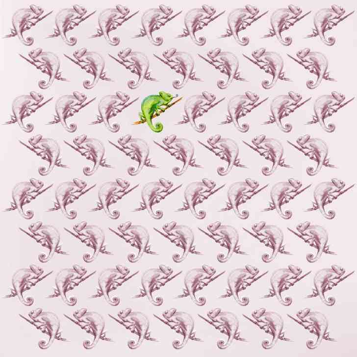 the chameleon is here